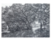 Sous-bois III
