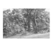 Sous-bois I